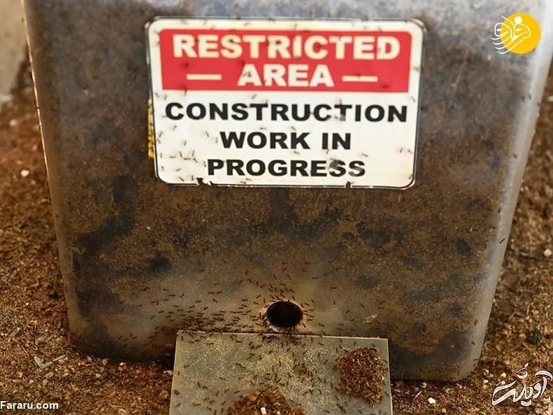 (تصاویر) فروشگاه مورچه فروشی!